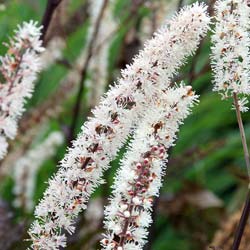 Actaea simplex Brunette